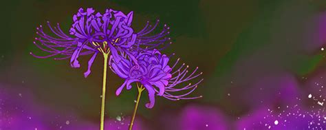 紫彼岸花